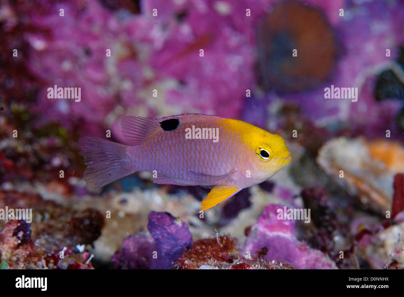 Talbot Fish Talbots hi-res stock photography and images - Alamy