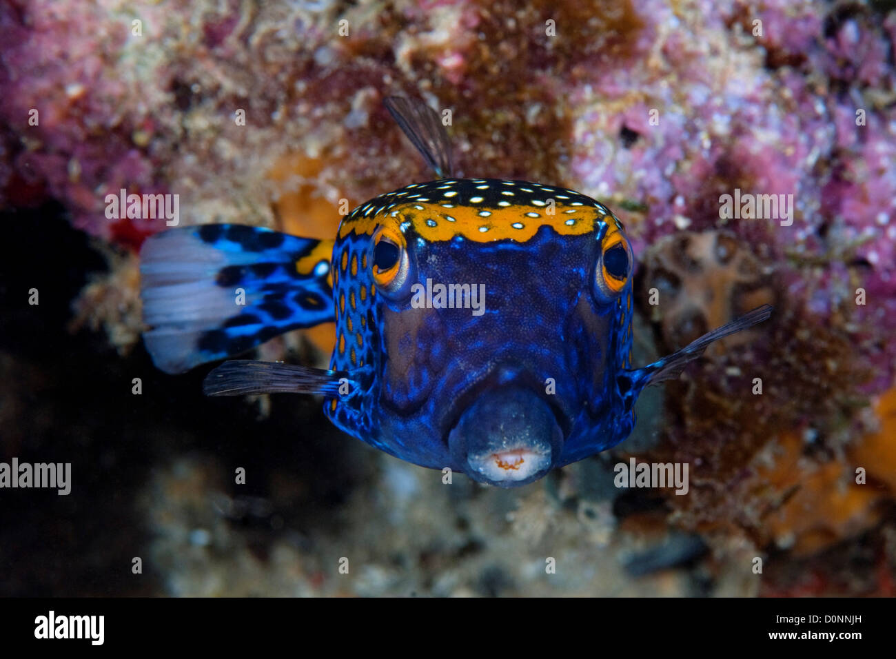 Spotted Boxfish, Ostracion meleagris, Manado, Sulawesi, Indonesia. Stock Photo