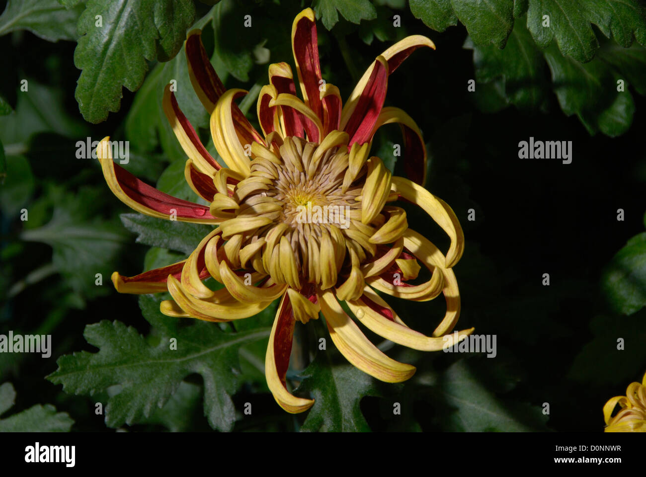 Chrysanthemum 'crimson tide' Stock Photo