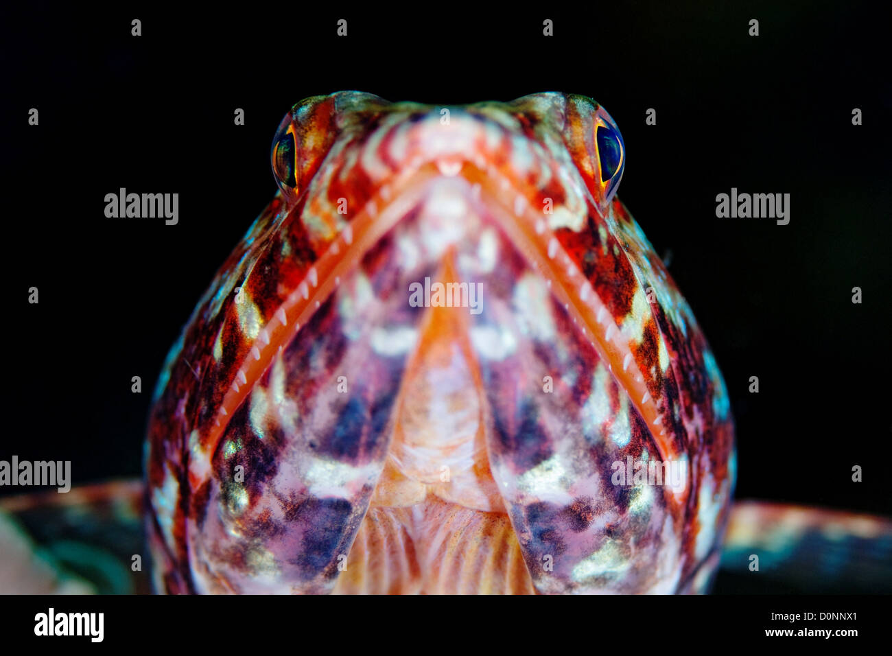 Lizardfish synodontidae sp hi-res stock photography and images - Alamy