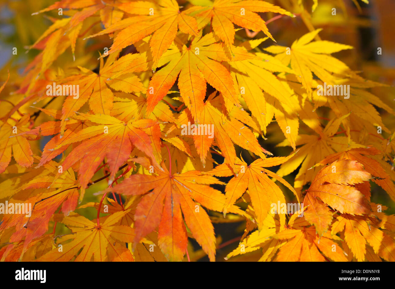 Maple leaves in yellow autumn color, close-up, Nagano, Japan Stock Photo