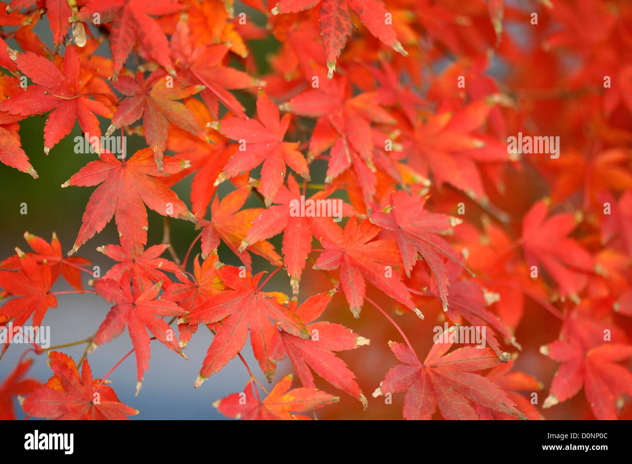 Maple leaves in red autumn color, close-up, Nagano, Japan Stock Photo