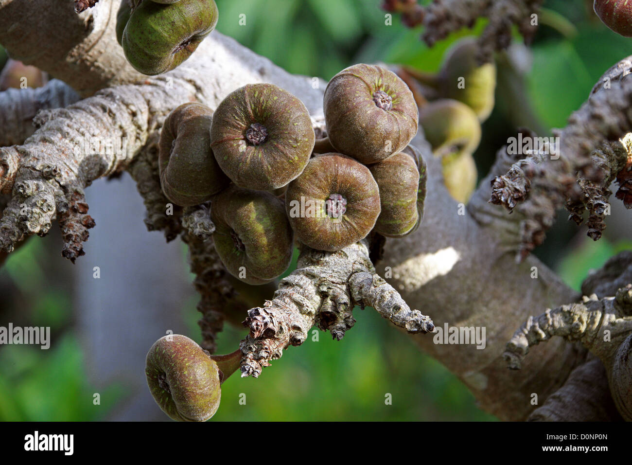 Roxburgh Fig, Elephant Ear Fig Tree, Eve´s Apron, Giant Indian Fig, Ficus auriculata, Moraceae. Tropical Asia, South China. Stock Photo