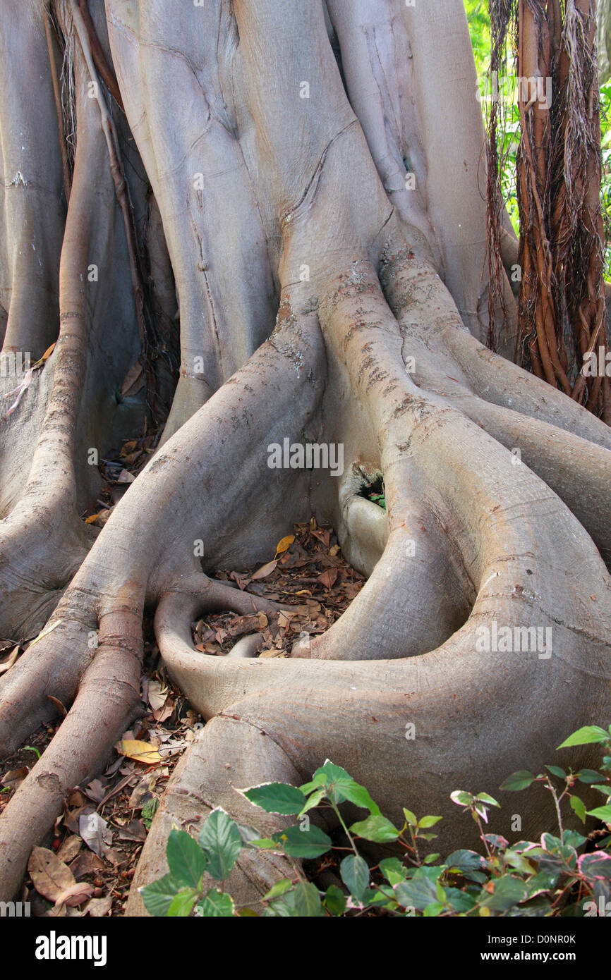 Root System of Lord Howe Island Banyan, Ficus macrophylla columnaris