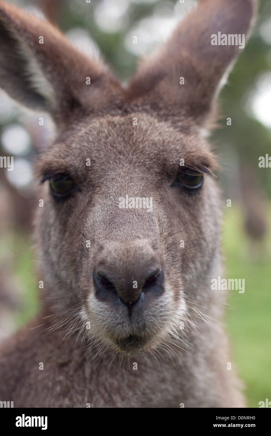 Straight headshot of kangaroo Stock Photo Alamy