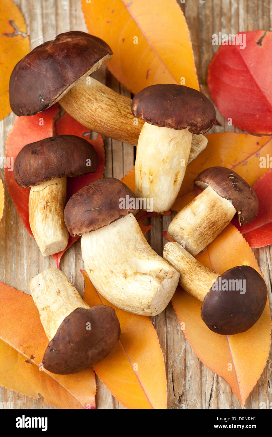 Top view of woods edible mushrooms and autumn yellow abscissed leaves on the wooden background Stock Photo