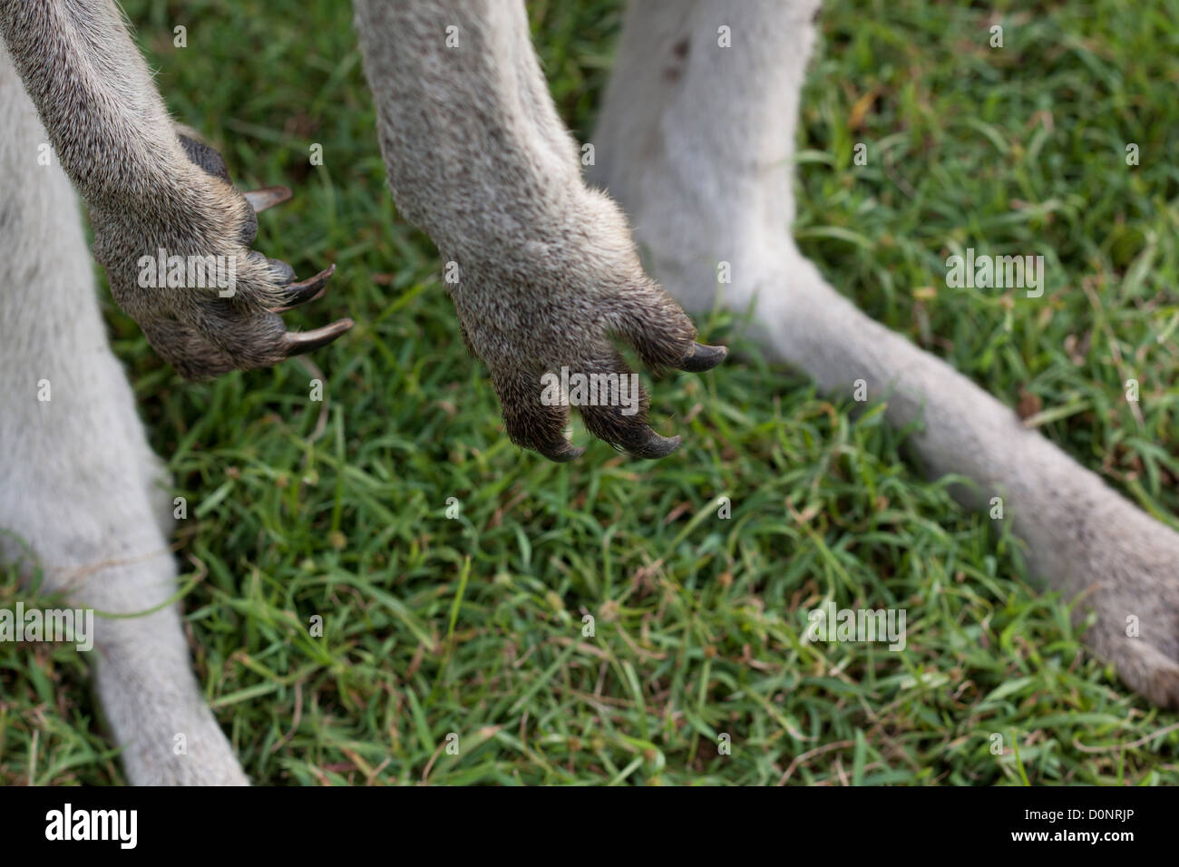 Kangaroo paw hi-res stock photography and images - Alamy Kangaroo paw hi-res stock photography and images - Alamy