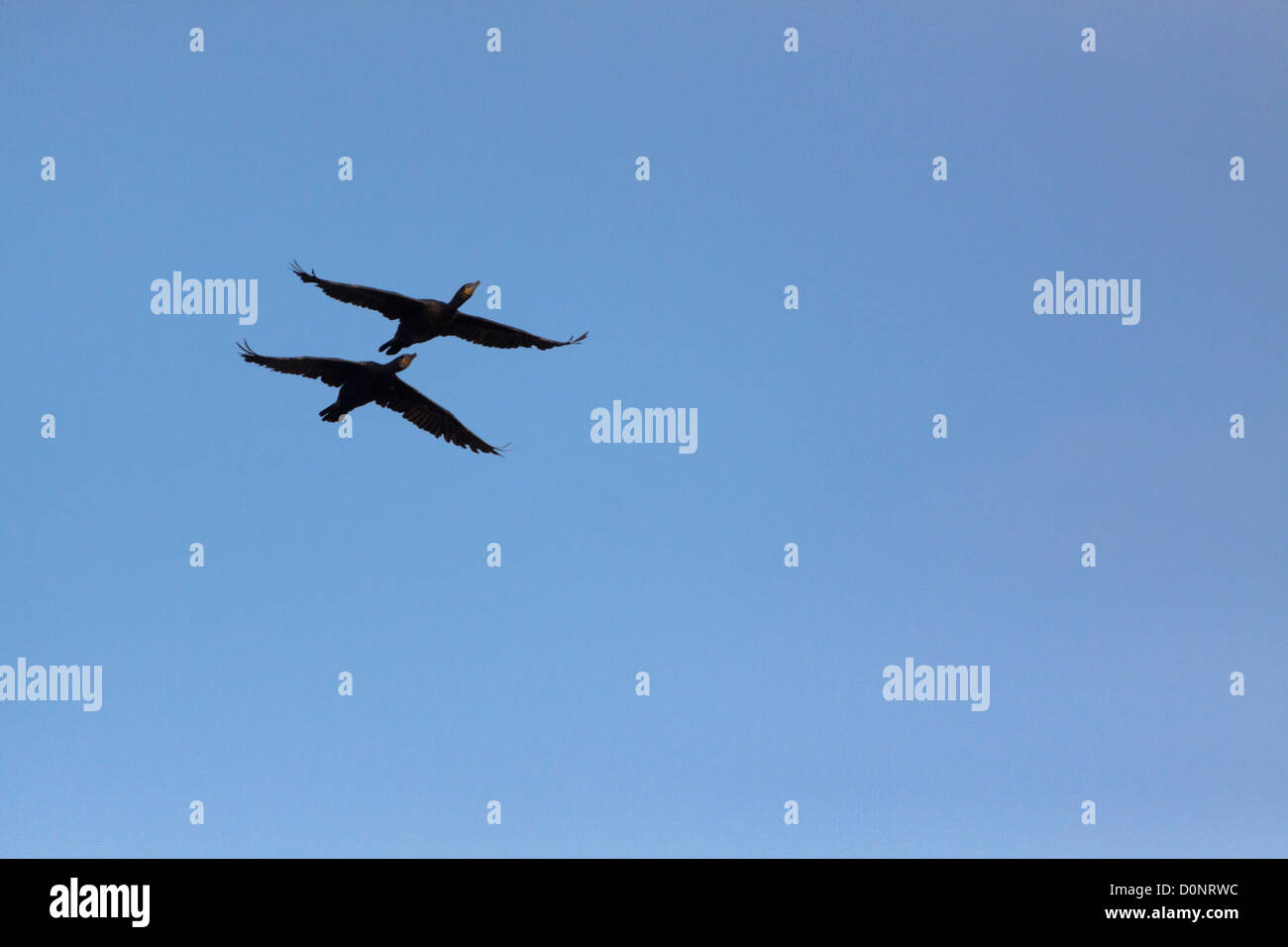 Two birds flying together Stock Photo