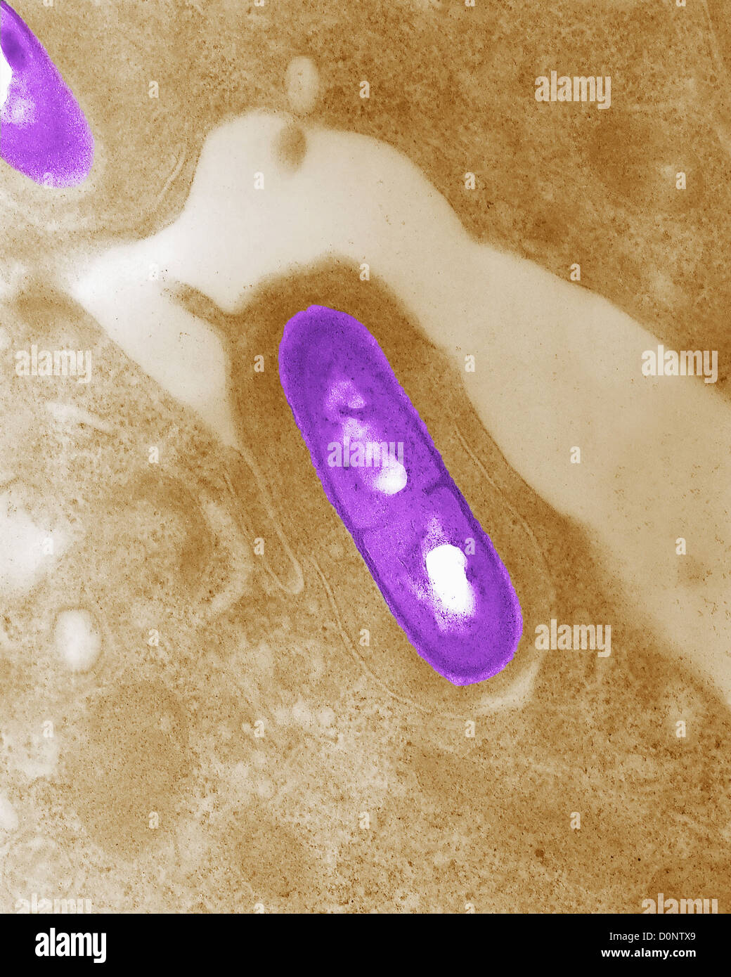 Listeria monocytogenes bacteria hires stock photography and images Alamy