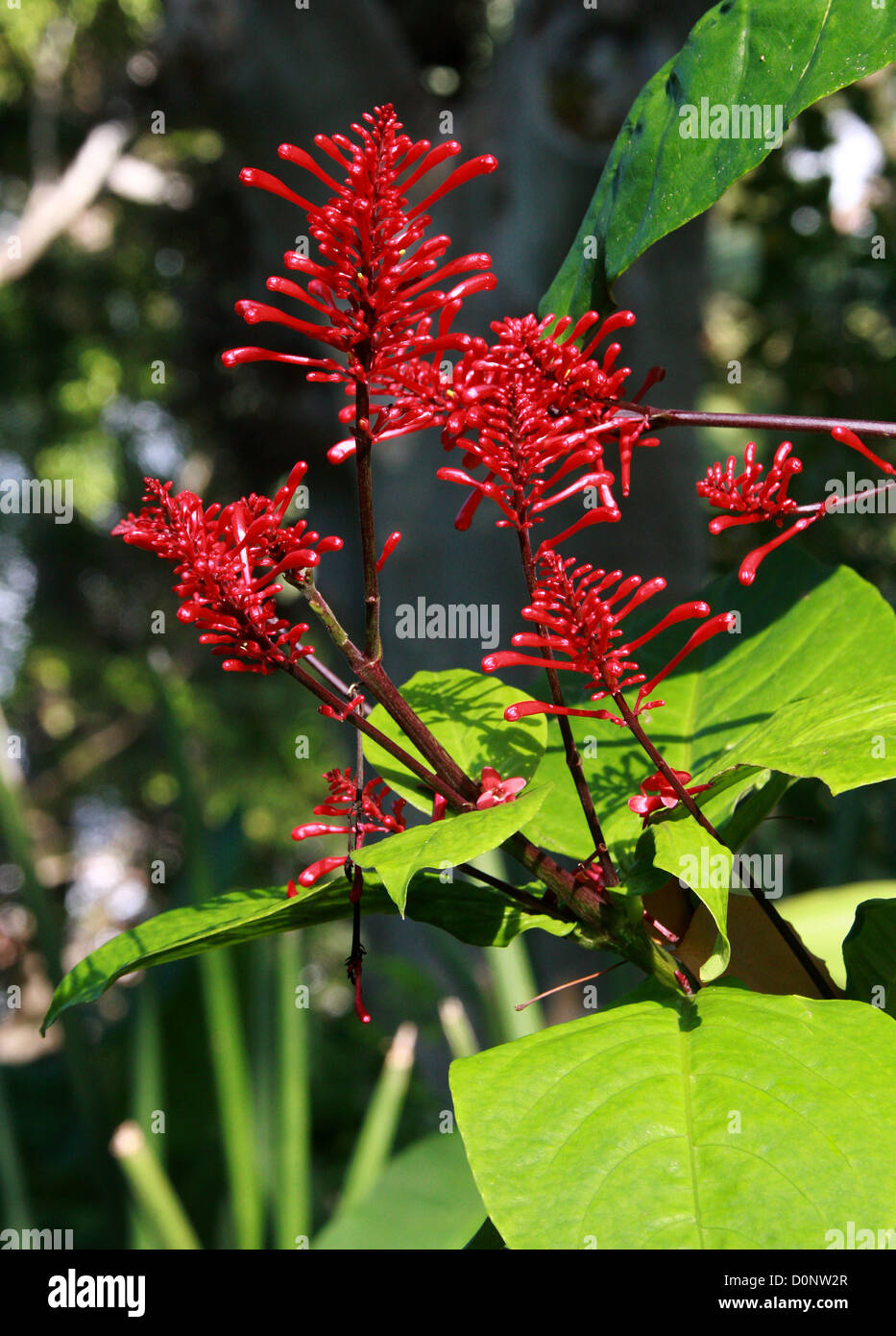 Firespike, Odontonema tubaeforme, Acanthaceae. Central America. Syn. Justicia tubaeformis, Thyrsacanthus tubaeformis Stock Photo