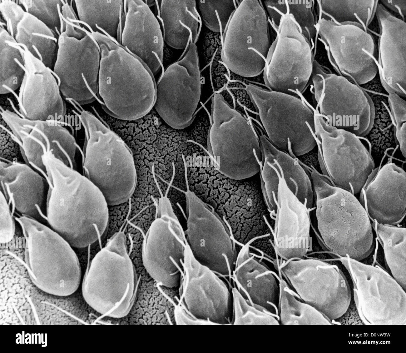 This scanning electron micrograph (SEM) depicted mucosal surface small intestine gerbil infested Giardia sp. protozoa. Stock Photo