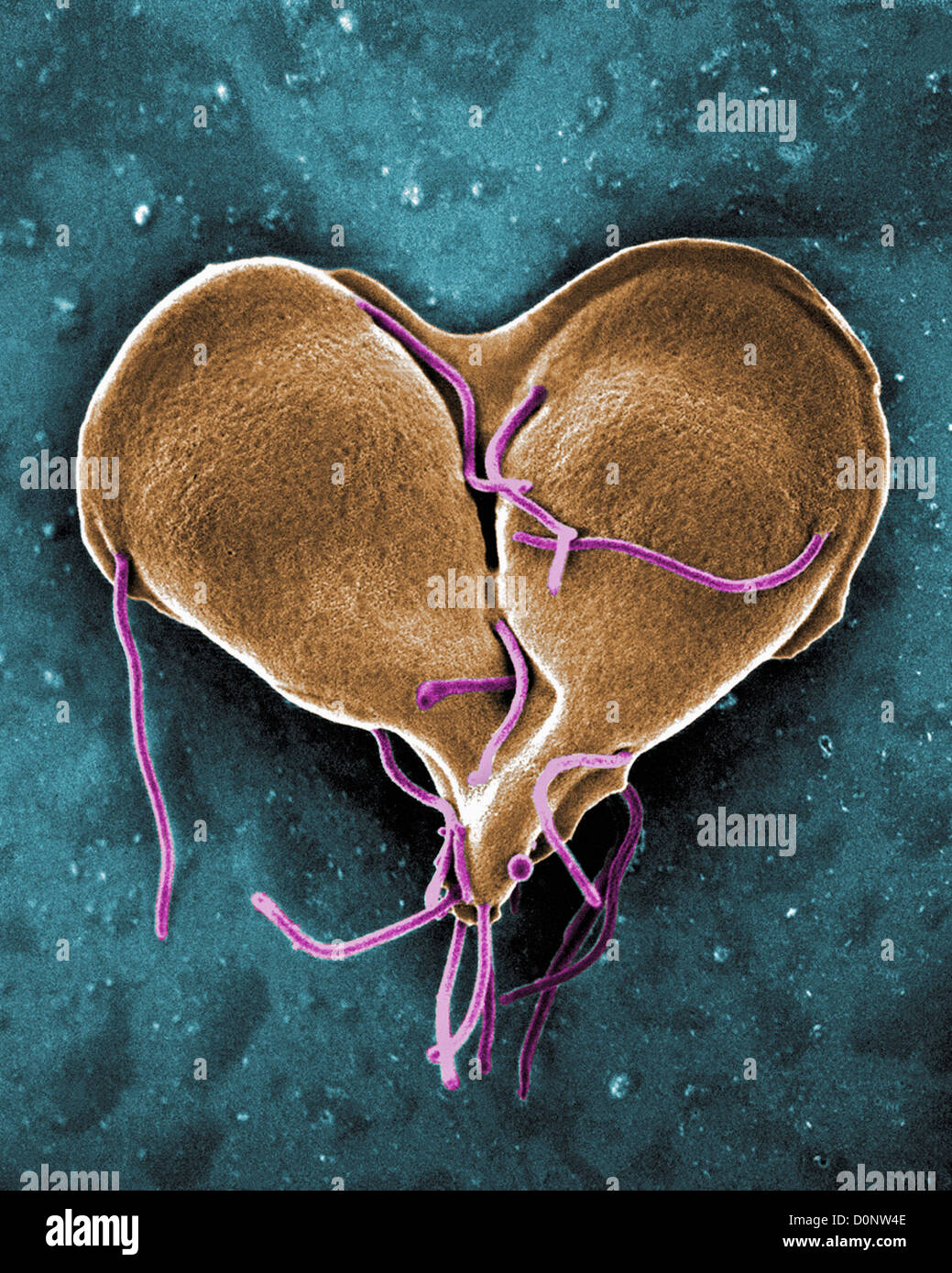 This digitally-colorized scanning electron micrograph (SEM) depicted Giardia lamblia protozoan  that was about become two Stock Photo