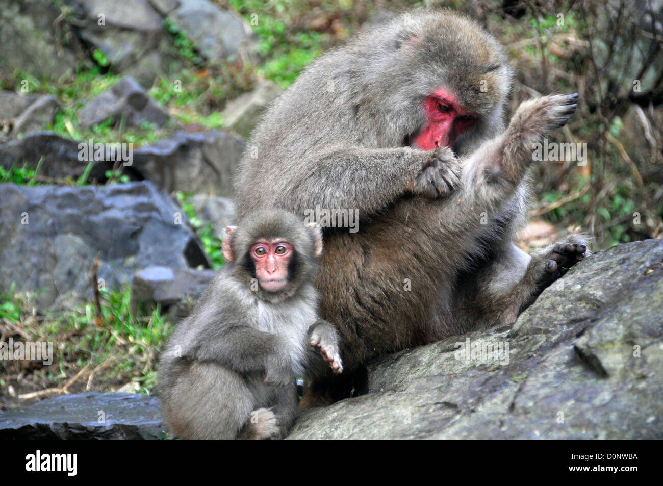 Female Japanese macaque female and pup, Macaca fuscata, Jigokudani Monkey Park, Yamanouchi, Shimotakai, Nagano, Japan Stock Photo