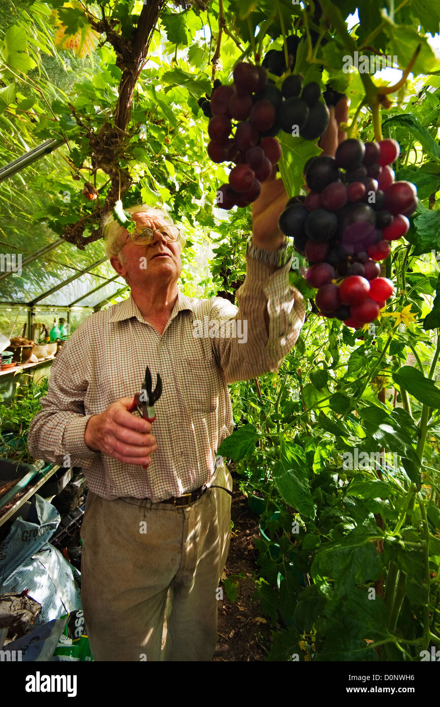 Grapes In Greenhouse High Resolution Stock Photography and Images Alamy