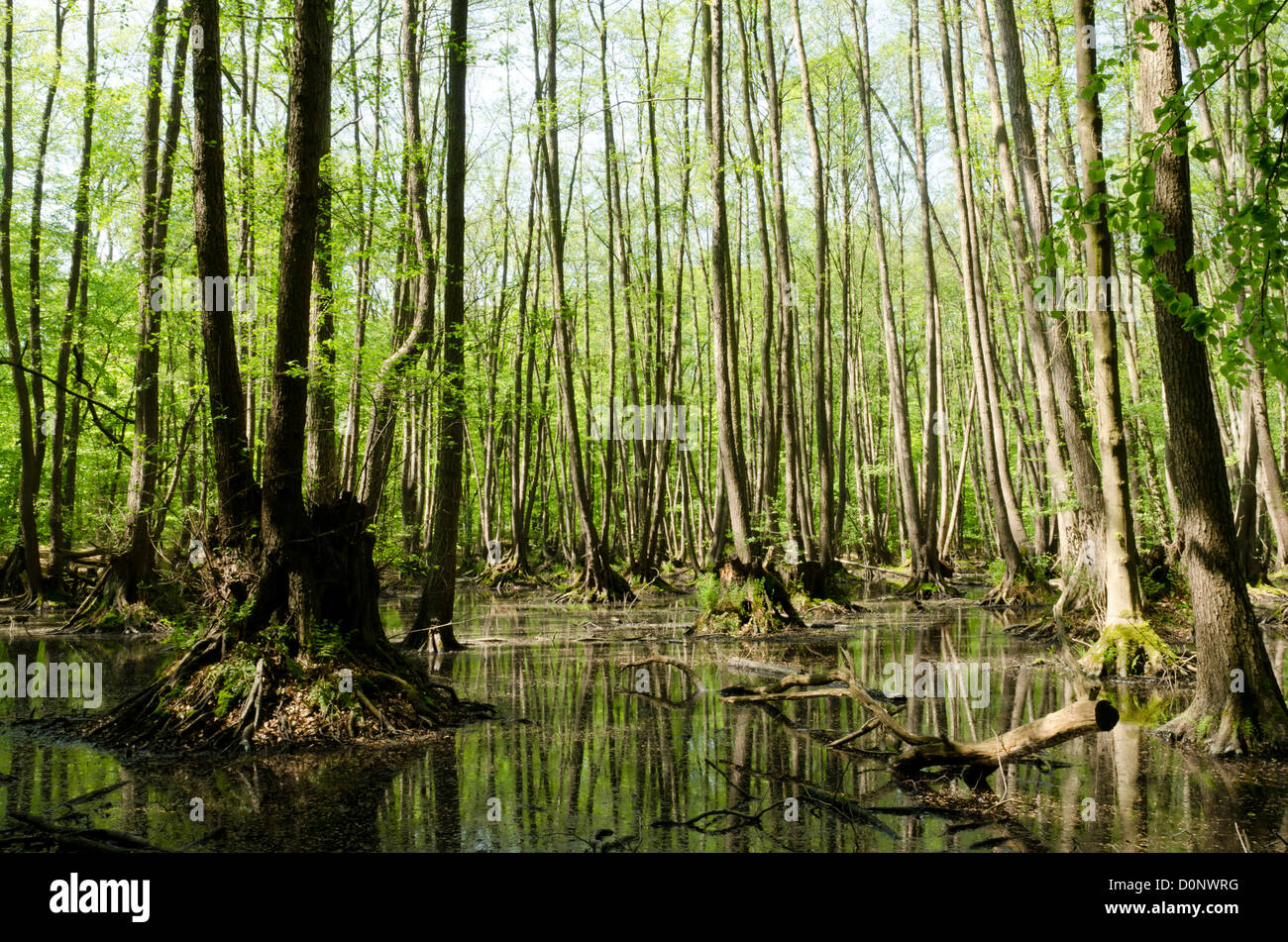 Swamp root hires stock photography and images Alamy