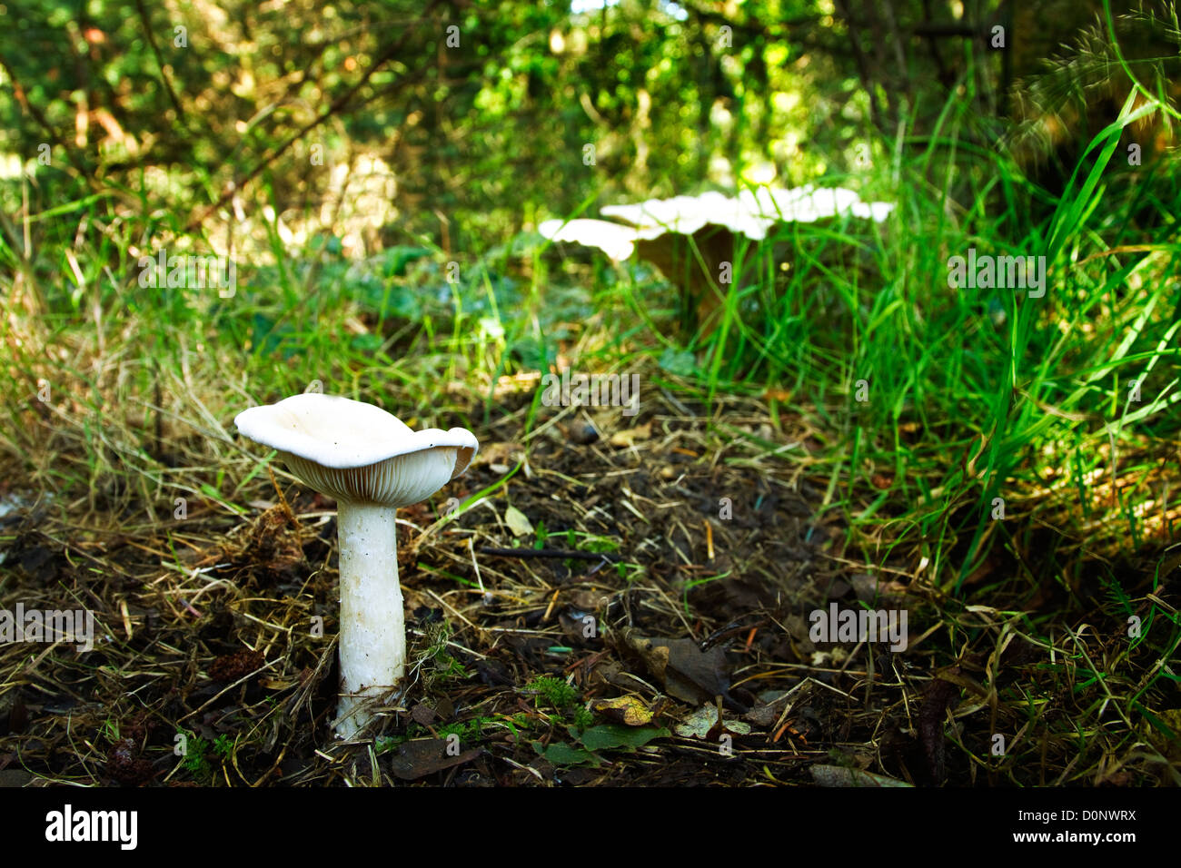 Giant Clitocybe (Leucopaxillus giganteus) fungi Stock Photo