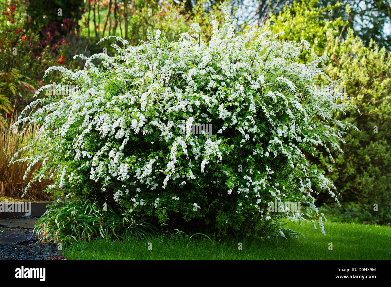 Flowering Spirea Hi Res Stock Photography And Images Alamy Flowering Spirea Hi Res Stock Photography And Images Alamy