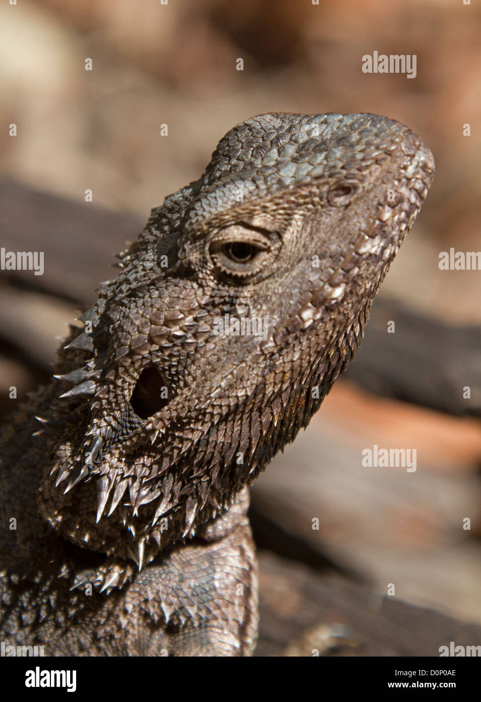 Close up of face of Australian eastern bearded dragon lizard - Pogona barbata Stock Photo
