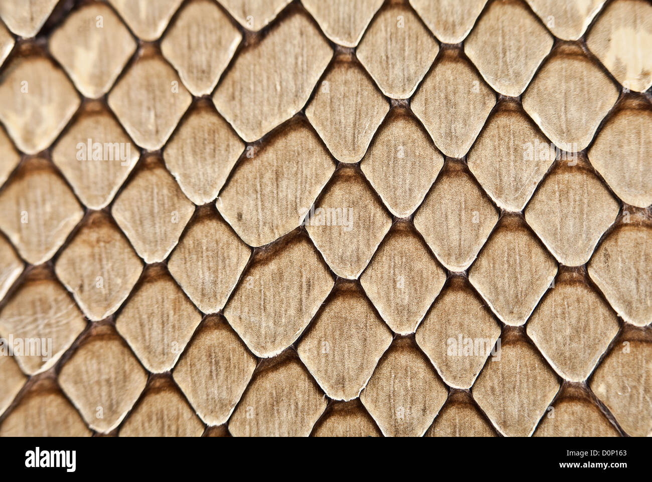 Snake leather texture Stock Photo - Alamy