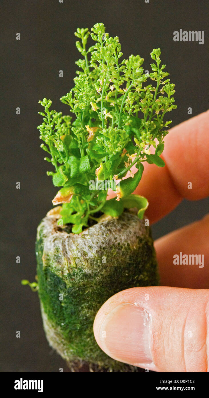 Dwarf Arabidopsis Plant Stock Photo
