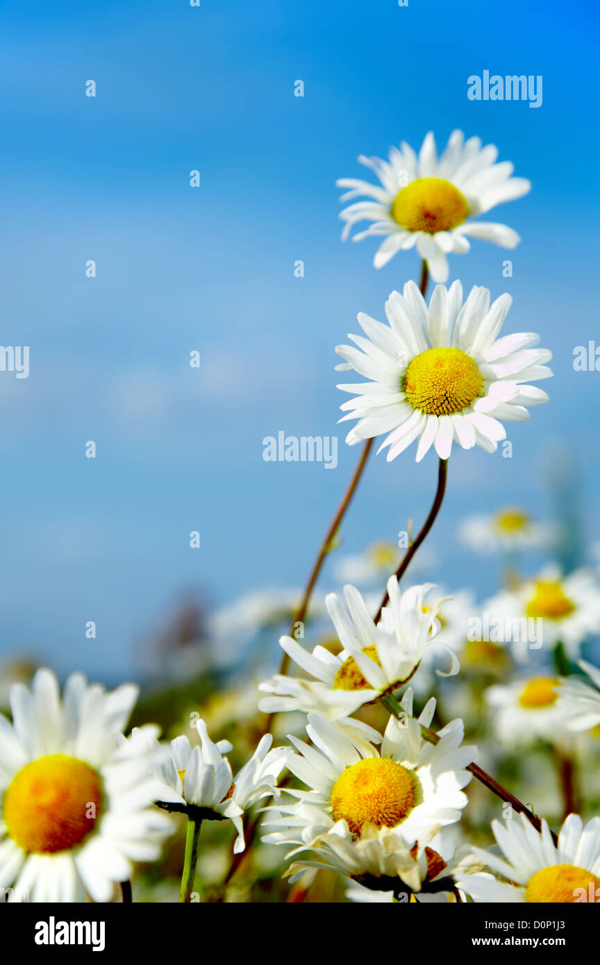 ox-eye daisy Stock Photo