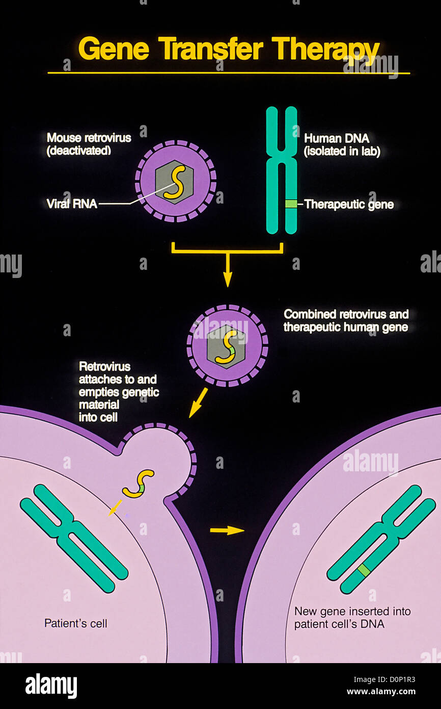 This schematic illustration shows how human therapeutic gene is inserted into deactivated mouse retrovirus. retrovirus then Stock Photo