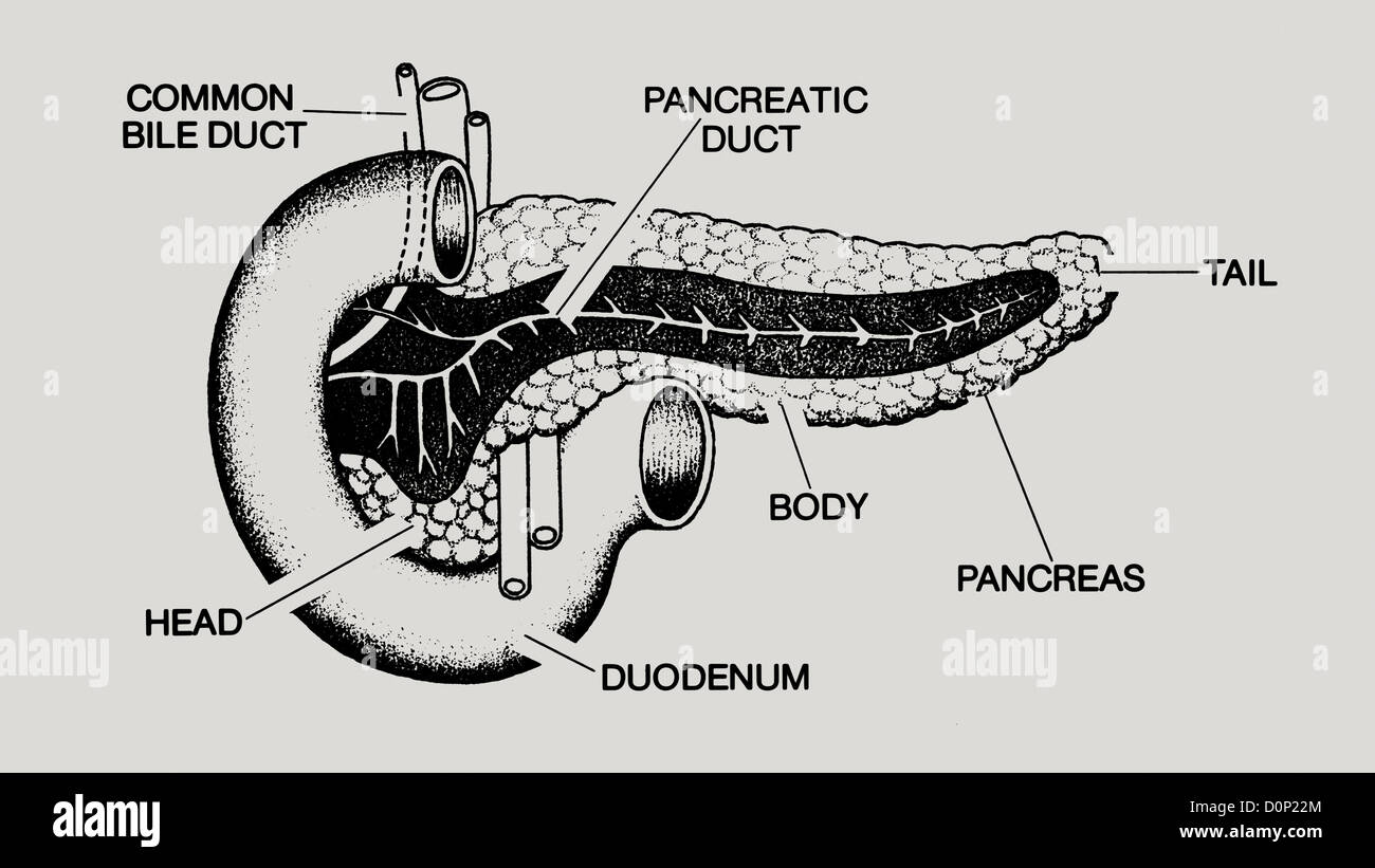A line drawing showing the inner workings of the pancreas and its relation to the duodenum. Stock Photo