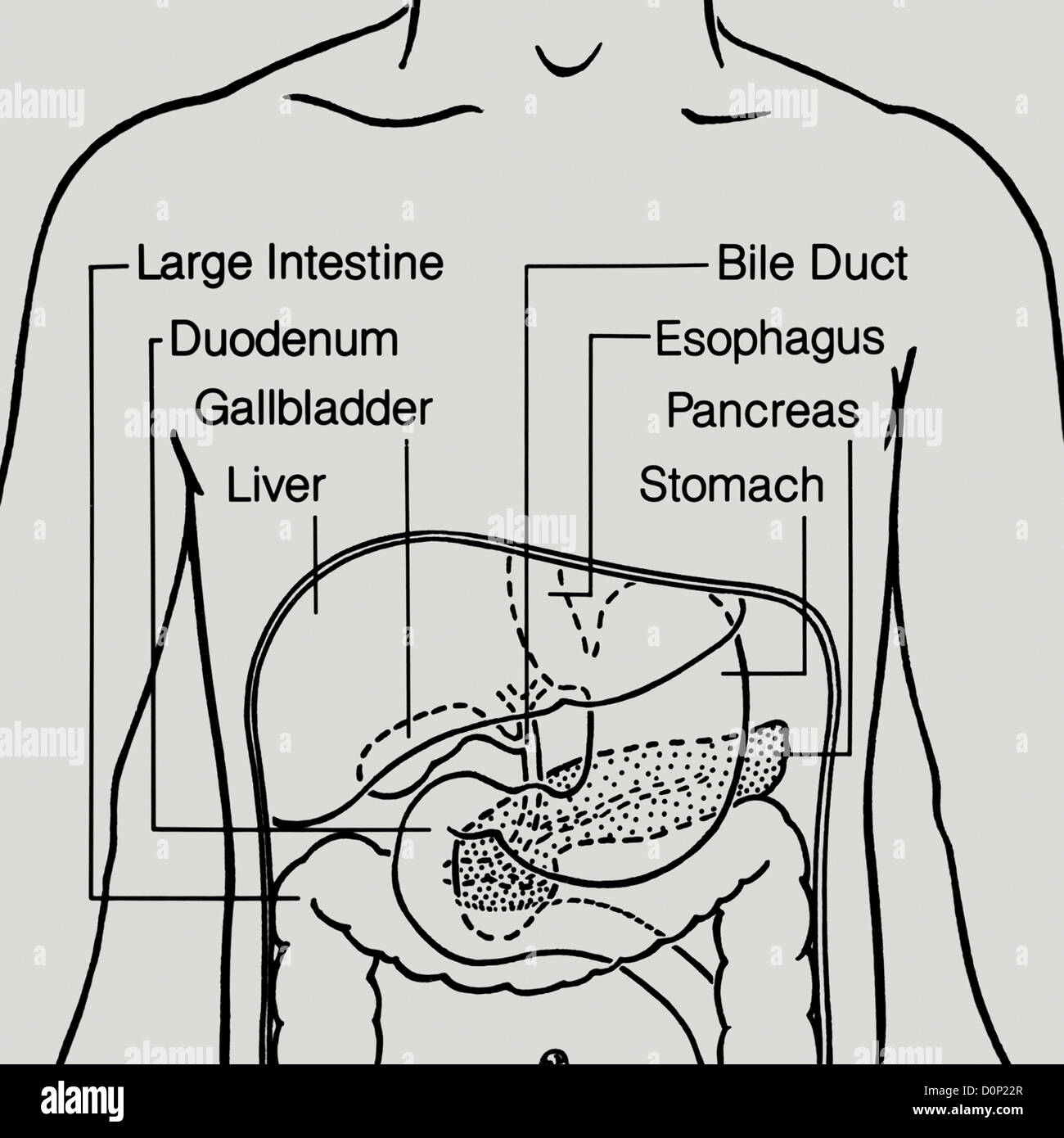 funny pancreas drawing