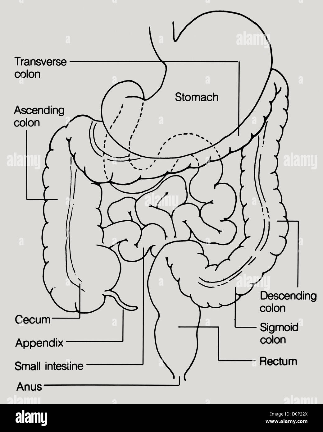 small intestine Human organ line drawing 23367084 PNG