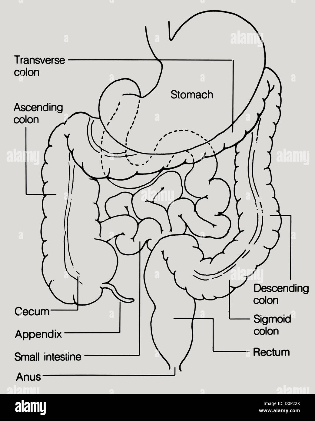 A line drawing showing the colon, rectum, stomach, cecum, appendix, small intestine, and anus. Stock Photo