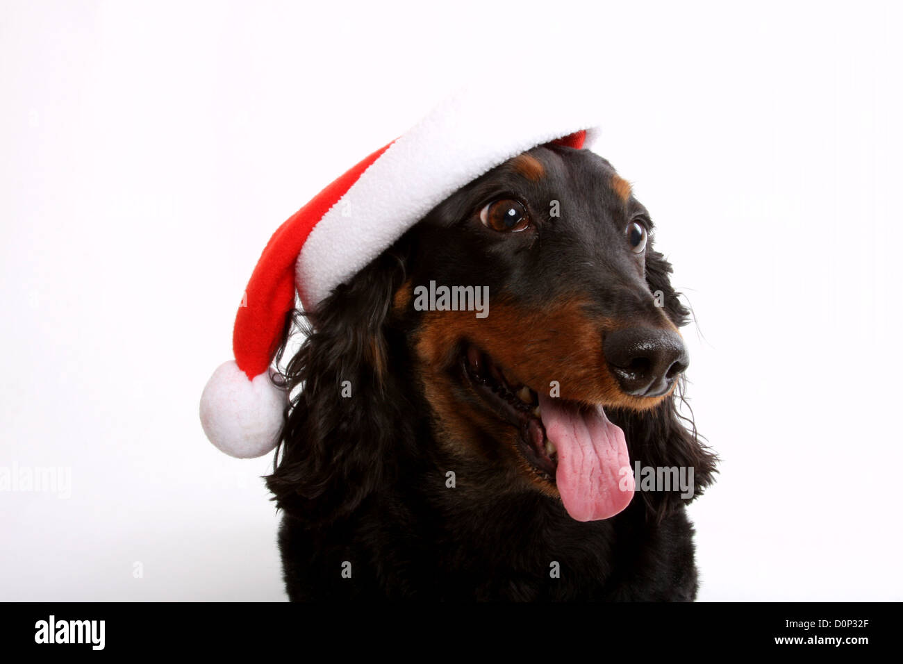 Dog wearing santas hat hi-res stock photography and images - Alamy