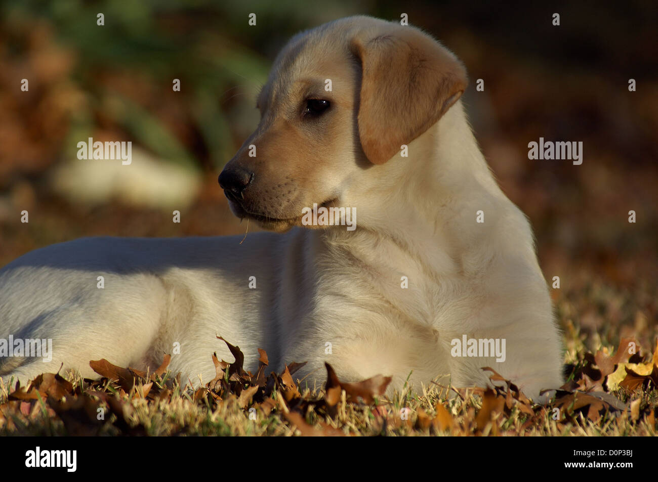 Yellow Labrador Retriever puppy at play Stock Photo - Alamy