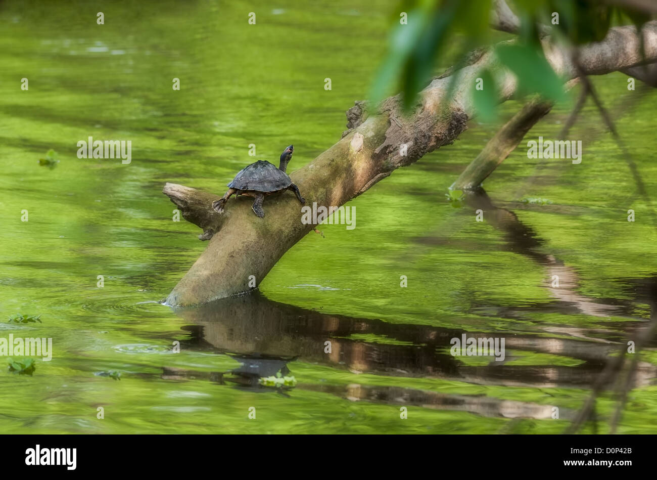 Pond turtle, tortoise, on a tree branch over water in sun, copy space, Indian Tent Turtle, Pangshura tecta Stock Photo