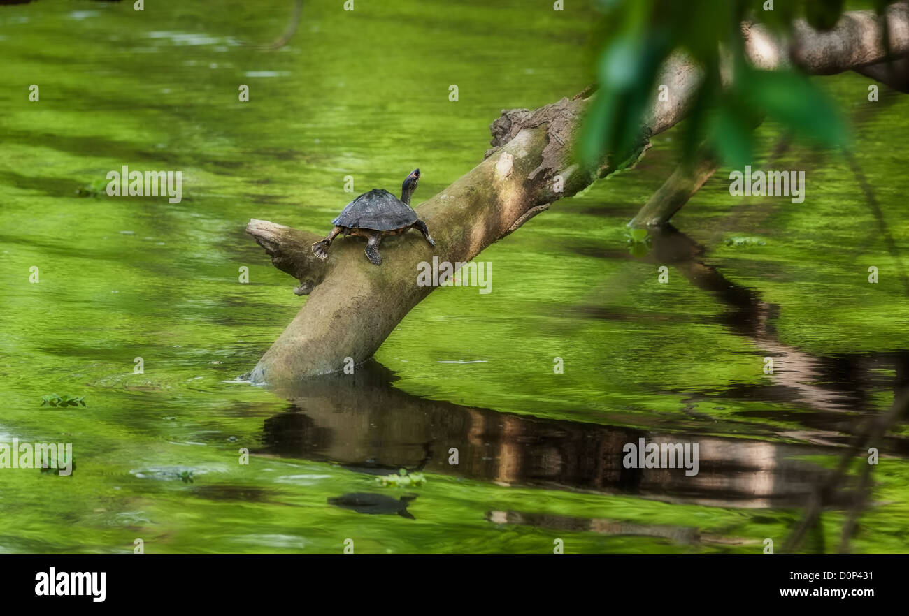 Pond turtle, tortoise, on a tree branch over water in sun, copy space, Indian Tent Turtle, Pangshura tecta  Stock Photo