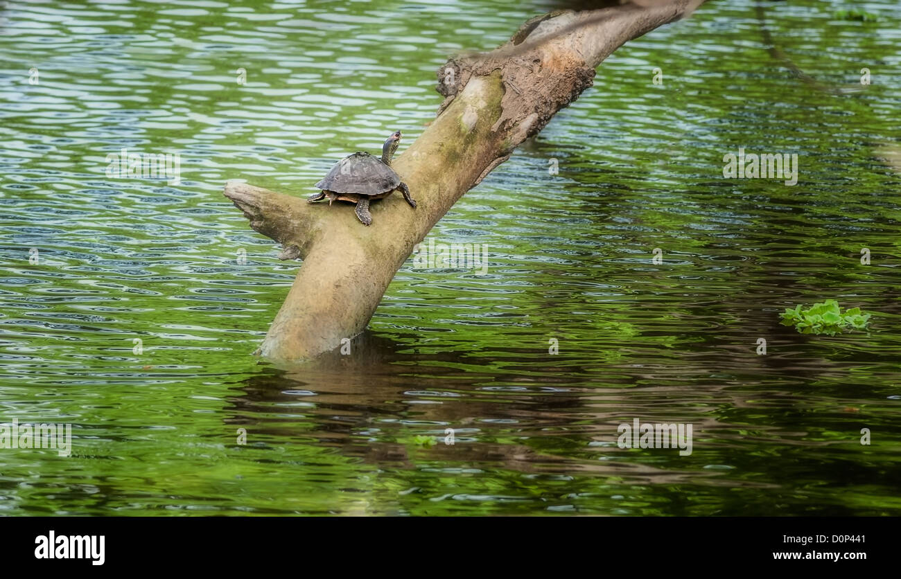 Pond turtle, tortoise, on a tree branch over water in sun, copy space, Indian Roof Turtle, Pangshura tecta Stock Photo