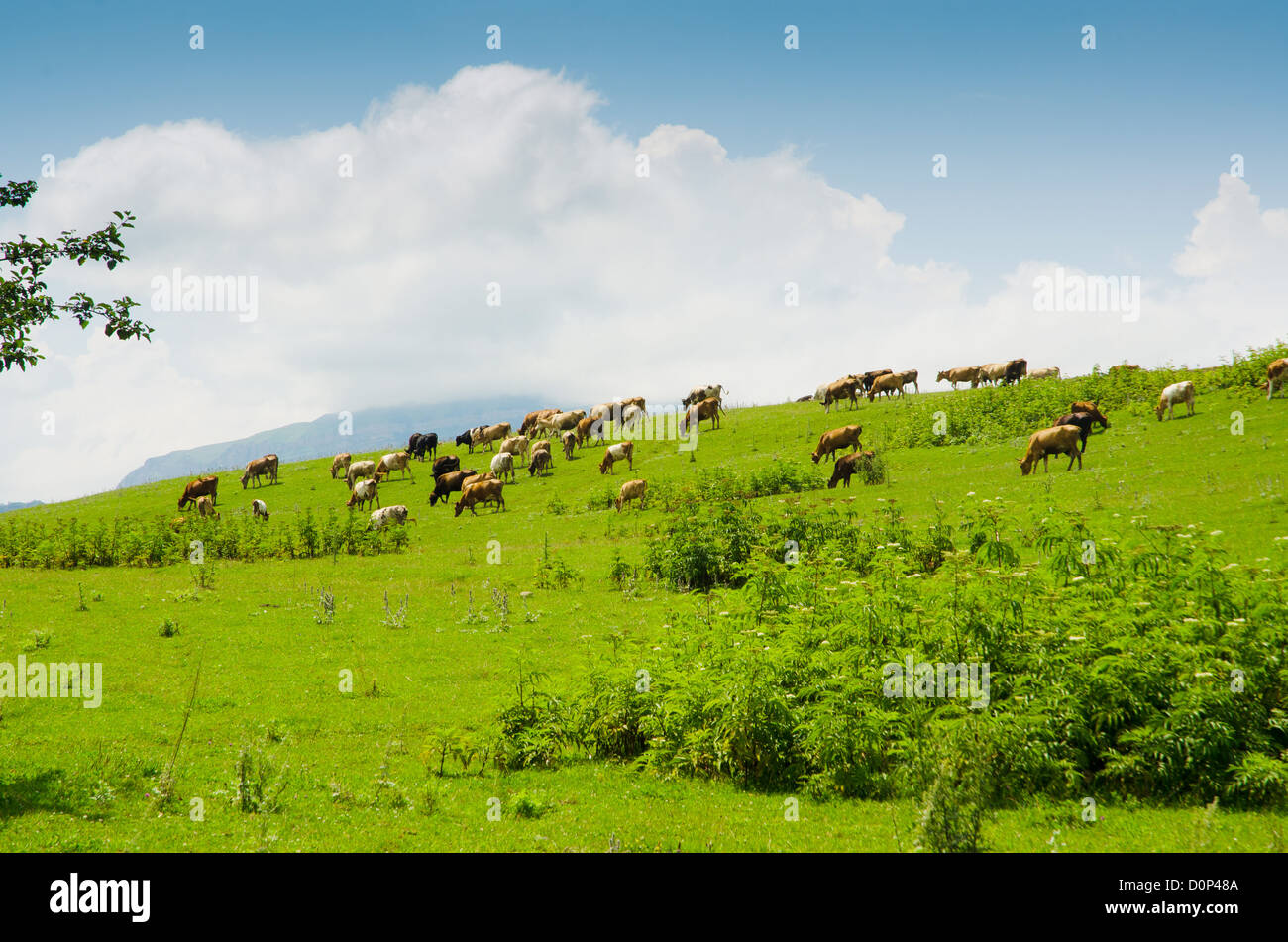Cows grazing on the green field Stock Photo - Alamy