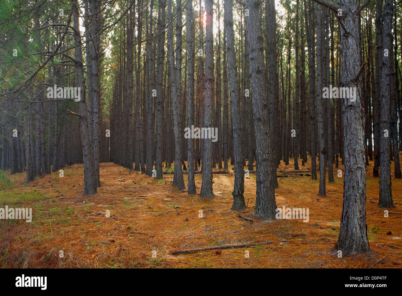 pine tree hires stock photography and images Alamy