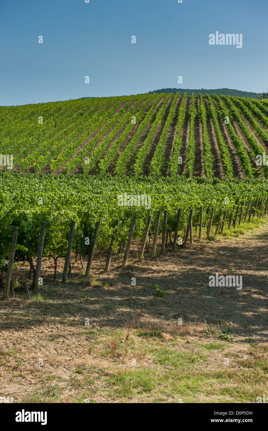Vineyard in Orcia Valley, Tuscany Stock Photo