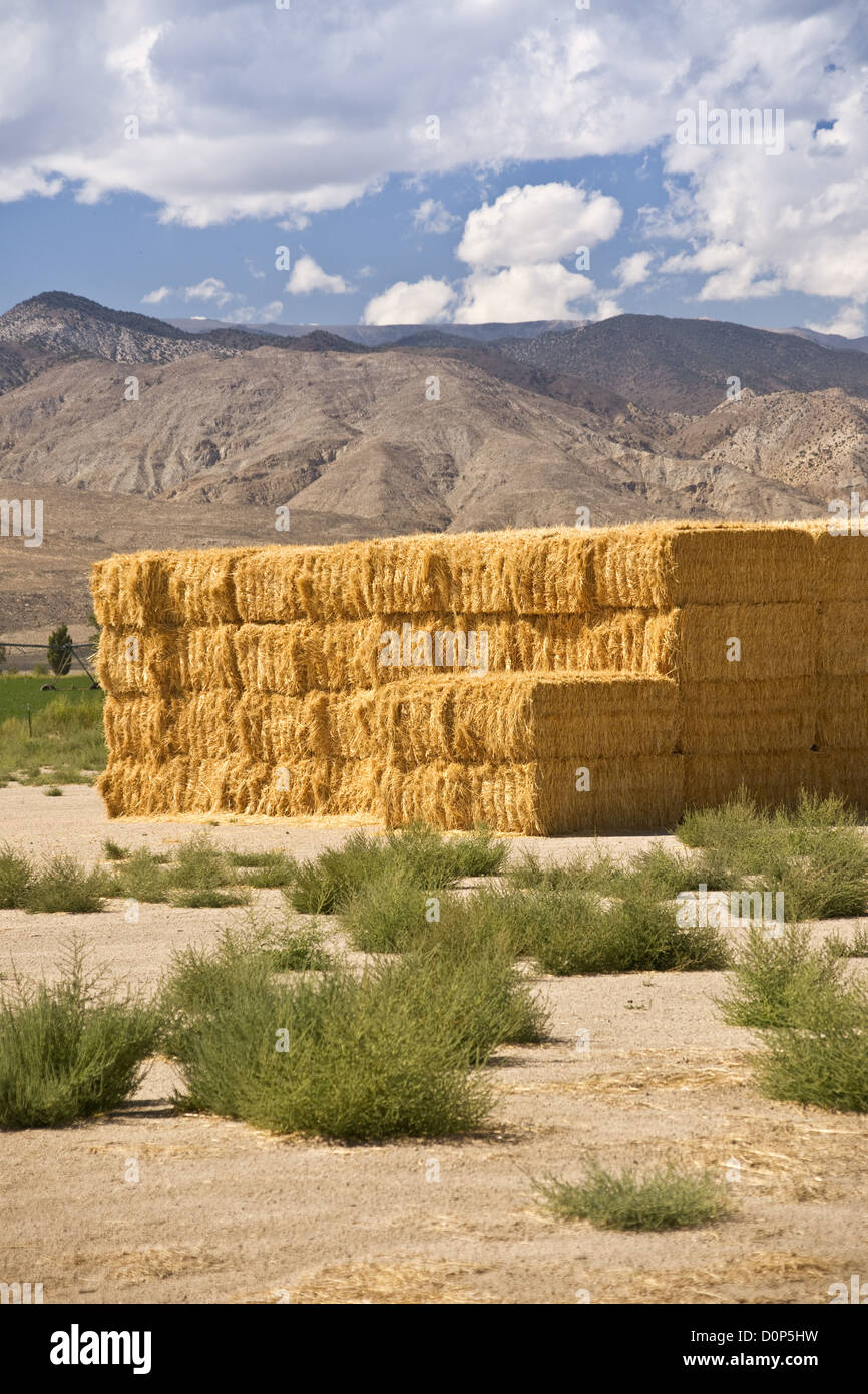Hay Bales in the Sierras Stock Photo