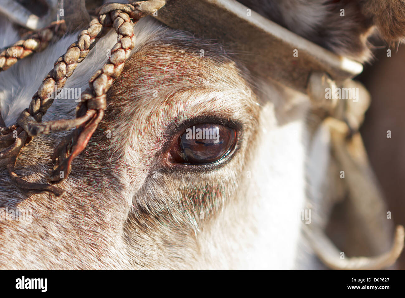 Eye of a reindeer Stock Photo