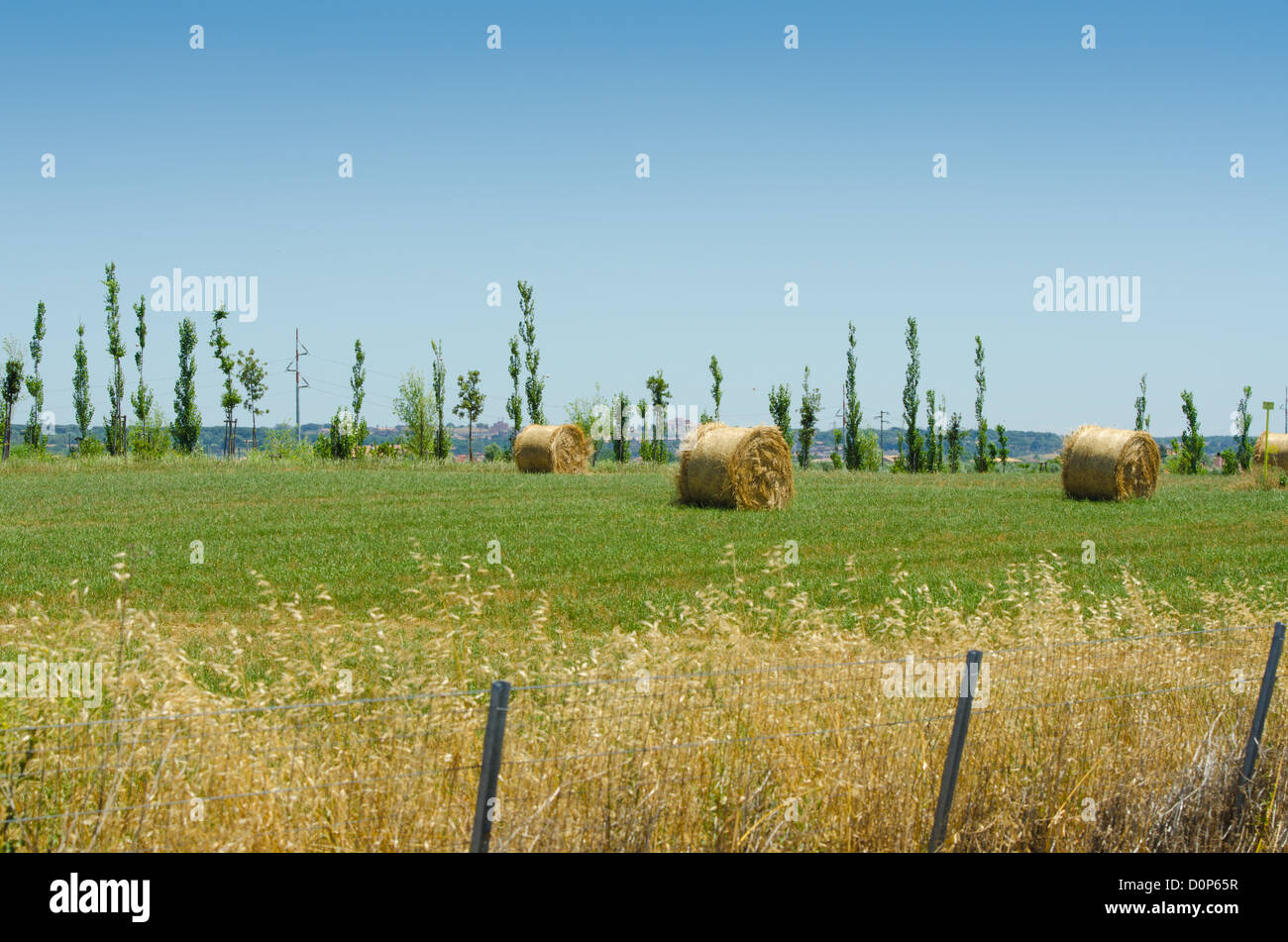 Field with rolls of hay on summer day Stock Photo - Alamy