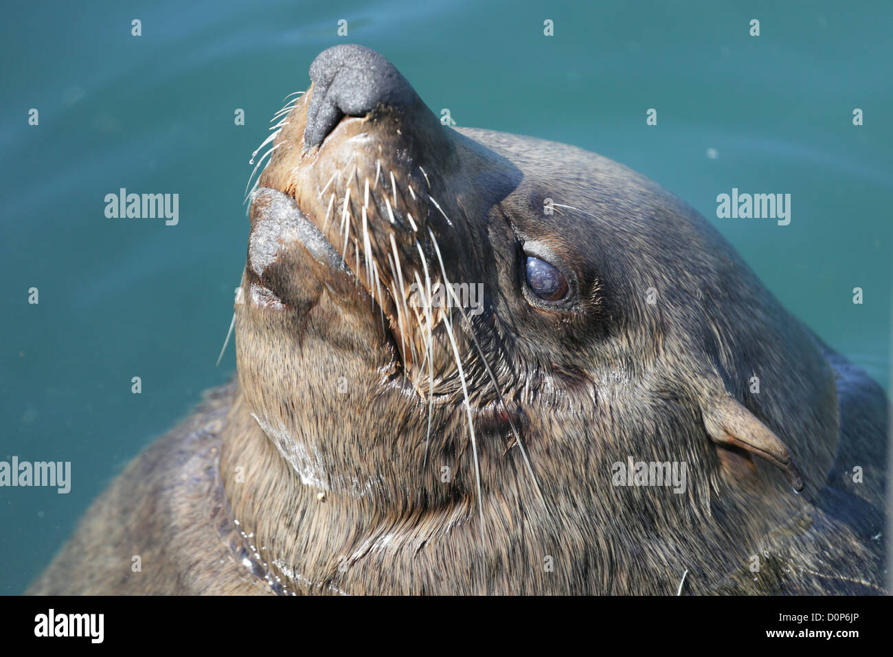 A Cape fur seal sticking its head out of the water and enjoying the warm sun with its eyes closed Stock Photo