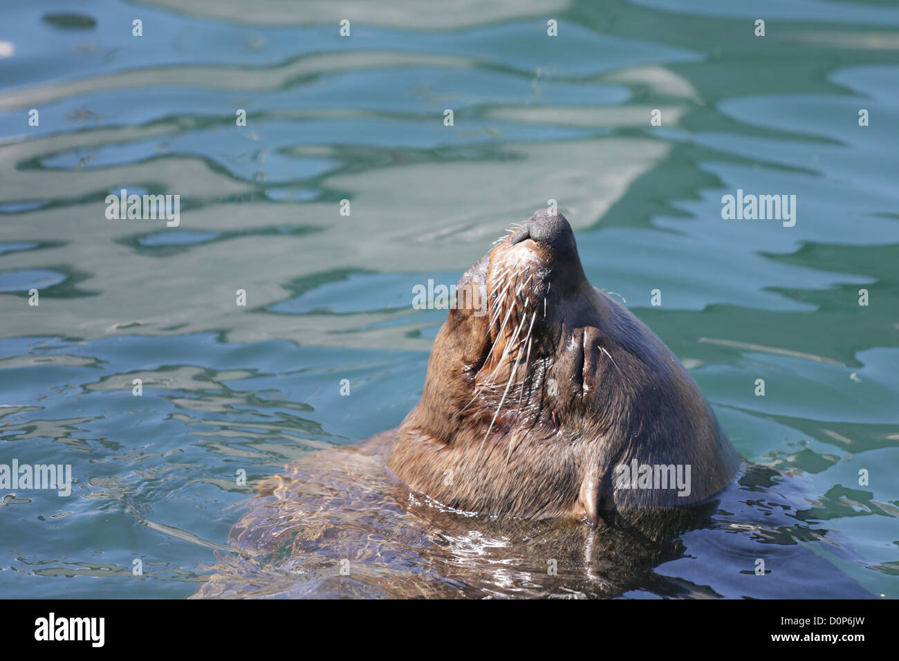 A sleepy seal sticking its head out of the water and enjoying the warm sun with its eyes closed Stock Photo