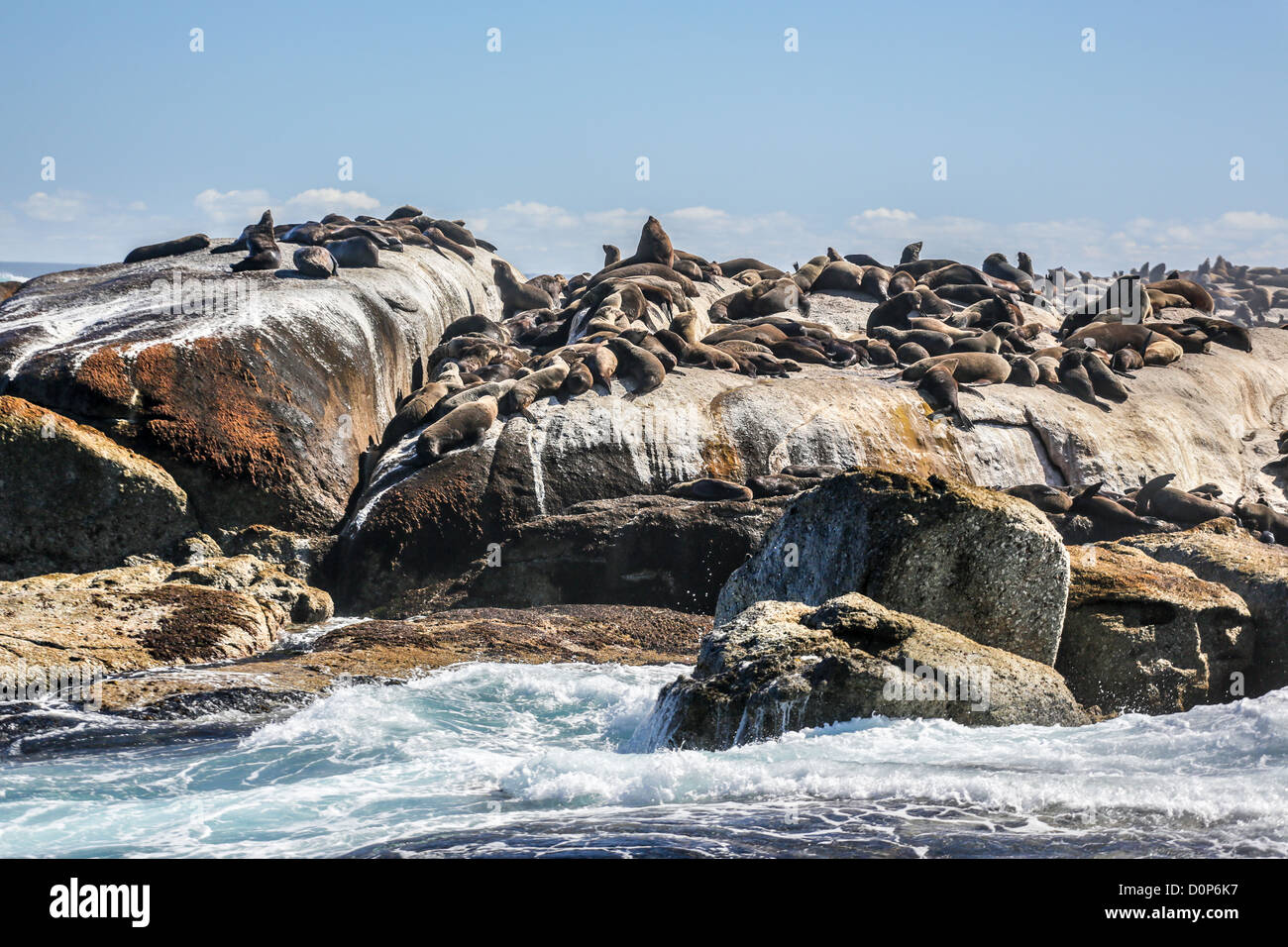 Thousands of seals sunning on Seal Island near the south western tip of