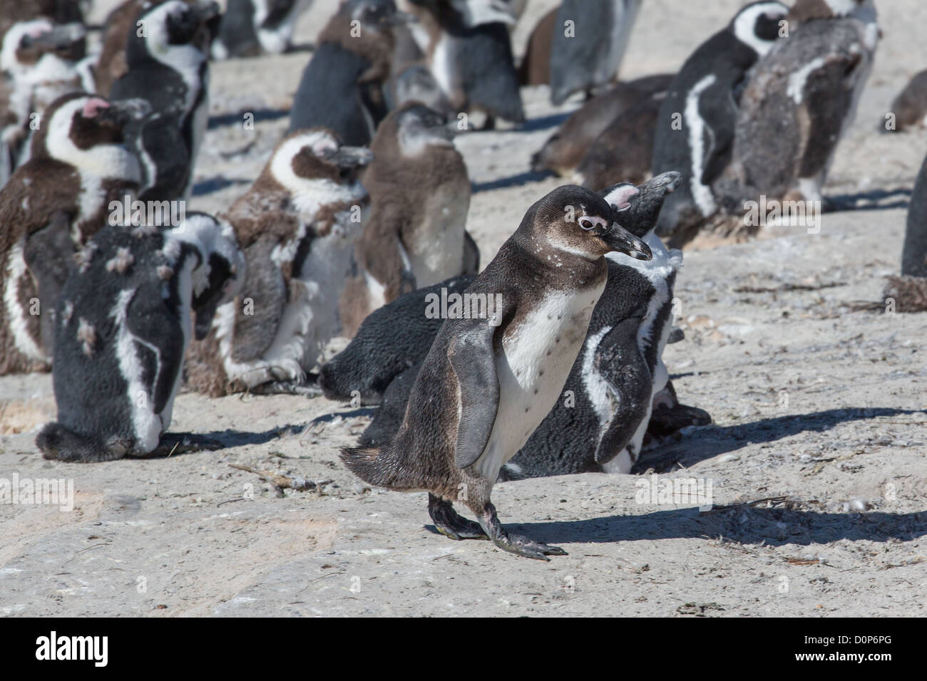 African penguins or Black-footed Penguin at South Africa’s Table Mountain National Park Stock Photo