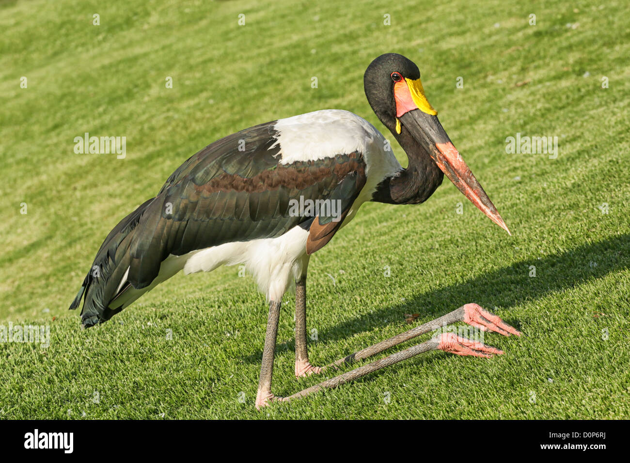 A crane kneeling down with its knee bent backwards Stock Photo