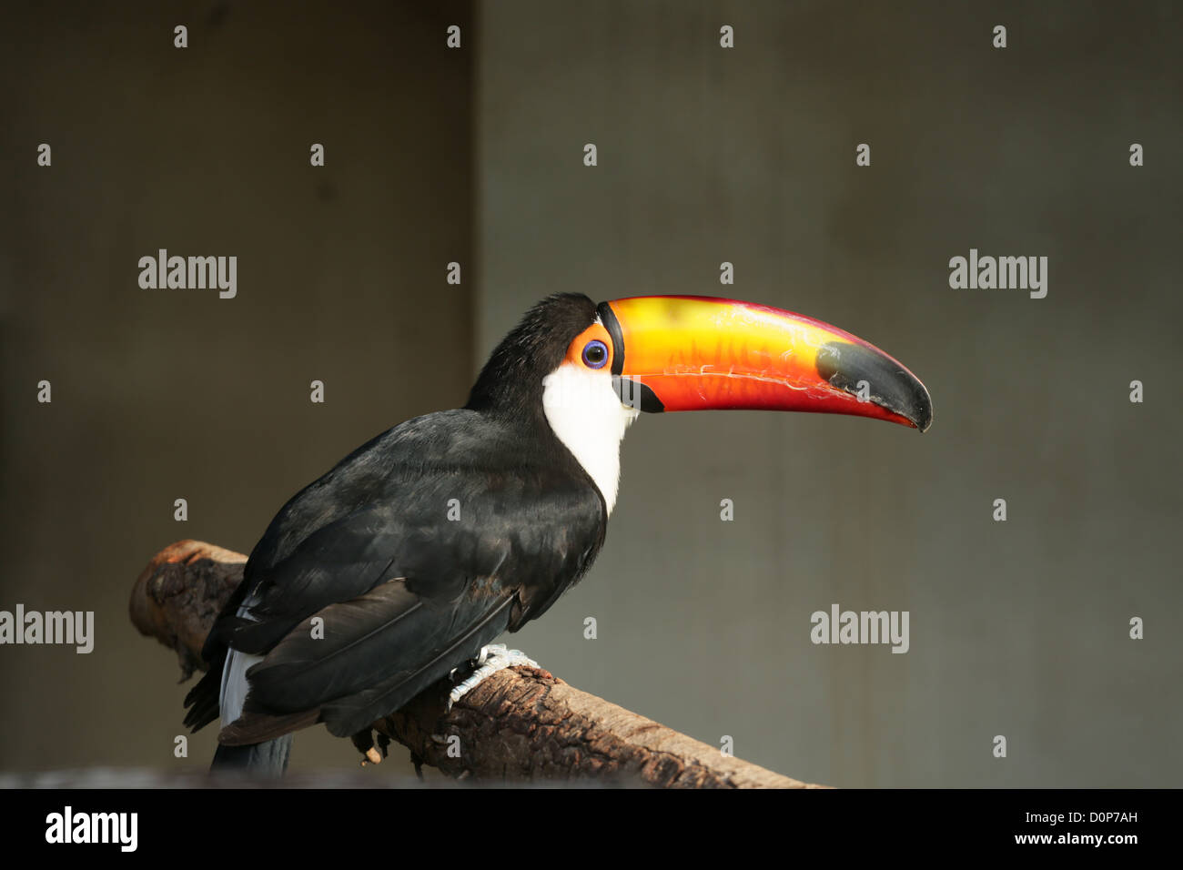The Tuco Toucan, largest of the toucan in the world, with a large colorful beak and white chest Stock Photo