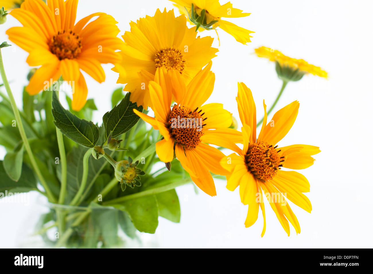 Yellow marigolds in transparent vase, flowers Stock Photo Alamy