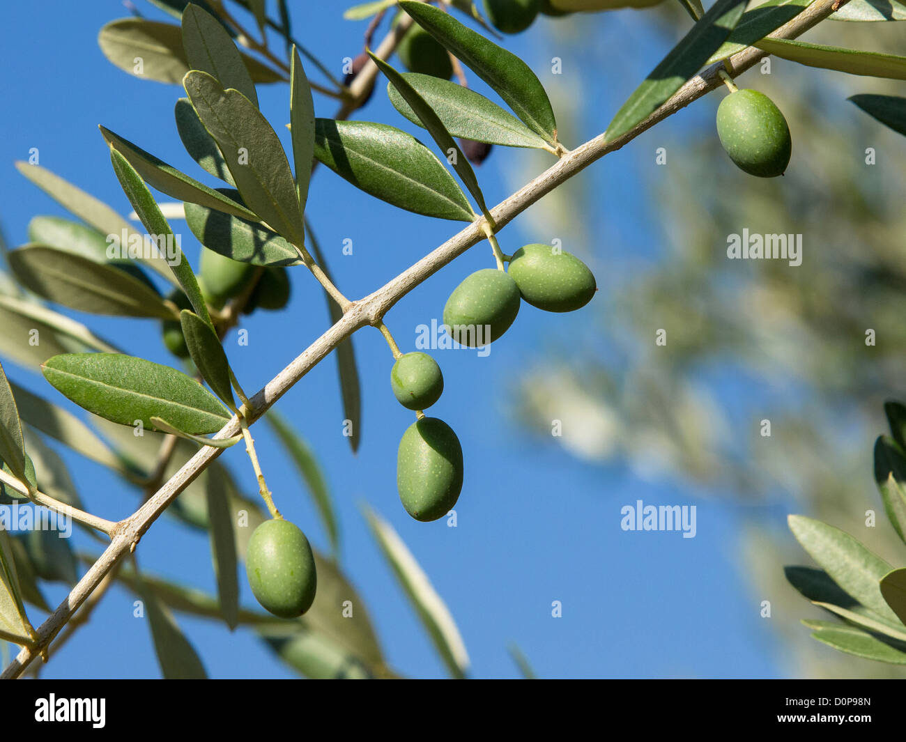 Olive tree with many colorful fruits Stock Photo - Alamy