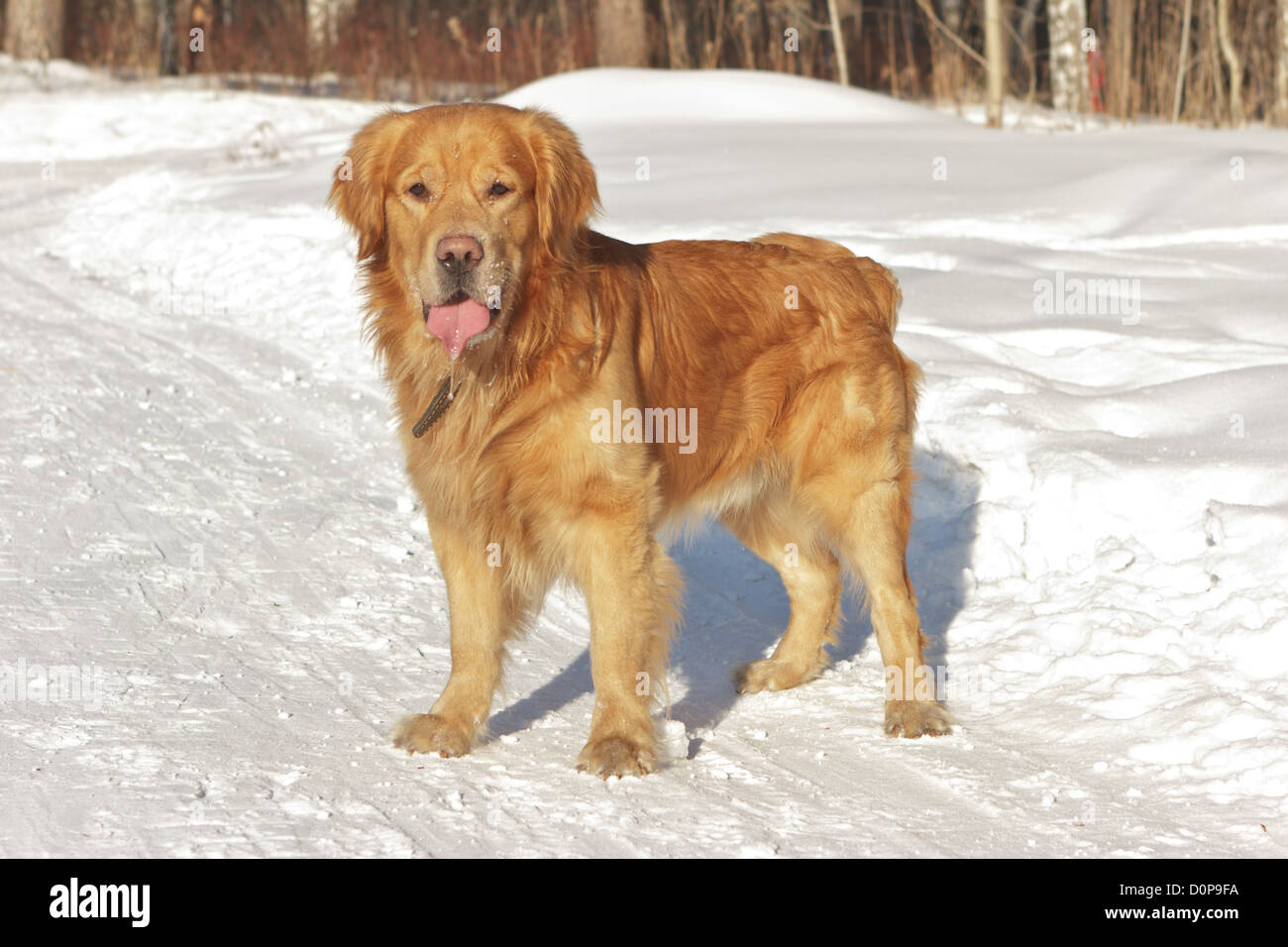 Portrait of golden retriever in the nature on snow Stock Photo - Alamy